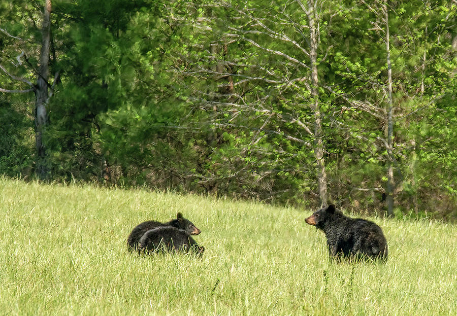 Mom Plus Two, Black Bears of Cades Cove Photograph by Marcy Wielfaert