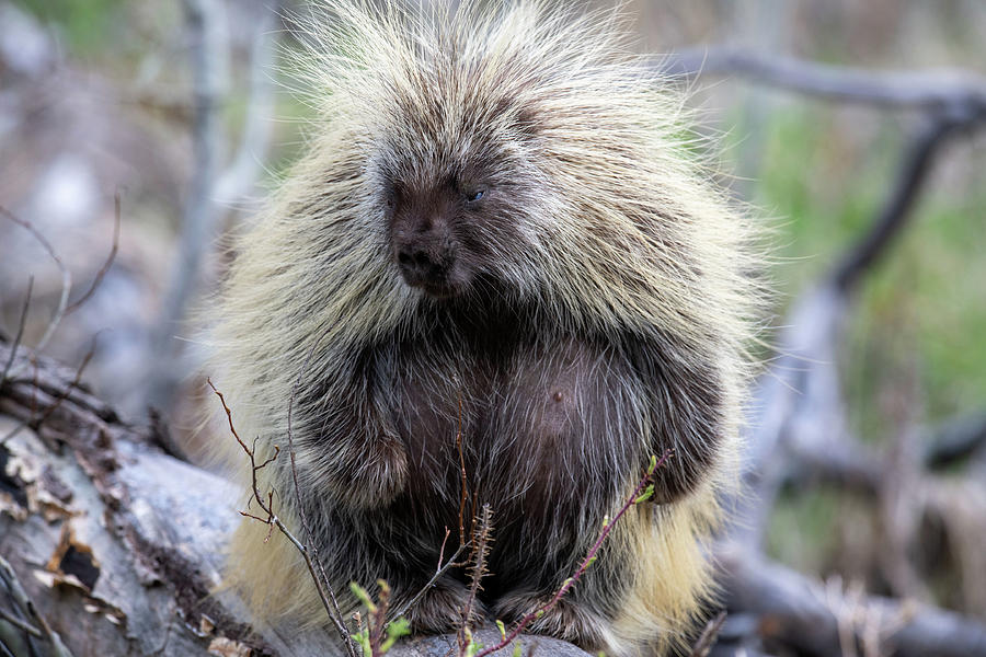 Mom to Be Porcupine Photograph by Lea Frye - Pixels