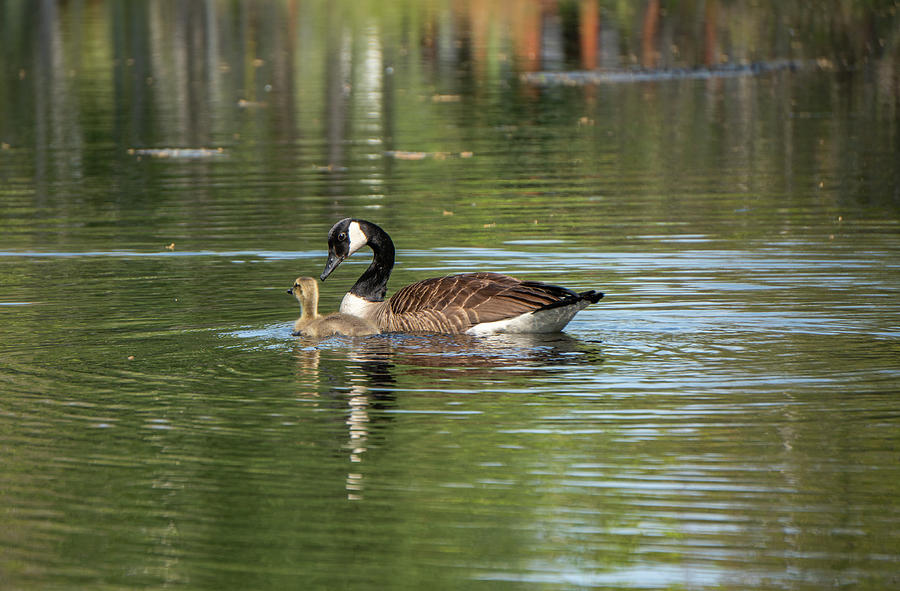 Moma Goose and her one and only Photograph by Linda Howes - Fine Art ...