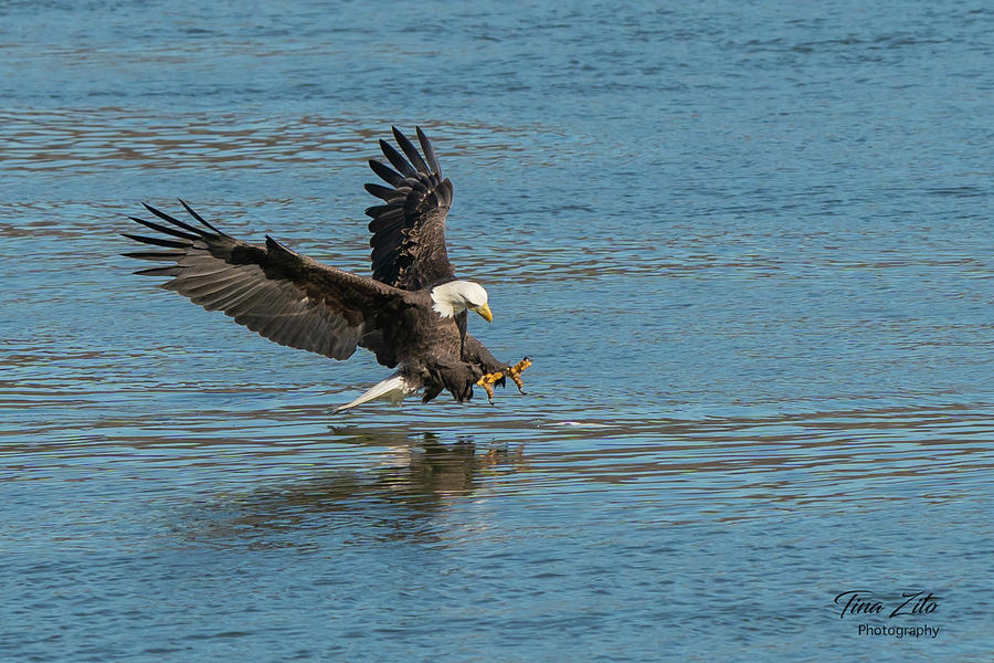 Moment of Impact Photograph by Tina Zito - Fine Art America