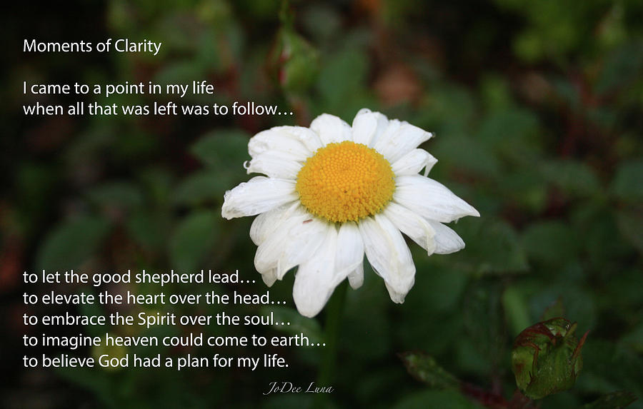 Daisy Photograph - Moments Of Clarity by JoDee Luna Daisy Photograph - Moments Of Clarity by JoDee Luna