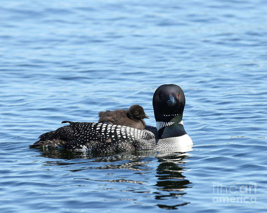 Momma And Baby Loon Photograph