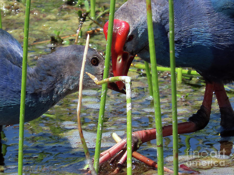 Purple Gallinule and her Chicka and Baby Photograph by Steven Spak ...