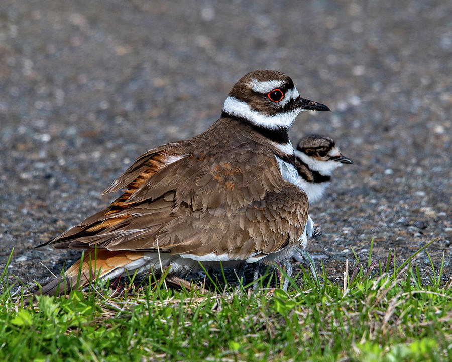 Momma and Chick Kildeer Photograph by Cathy Kovarik