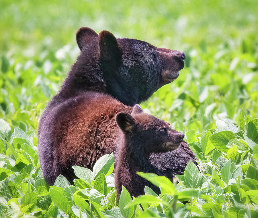 Momma Bear And Cub 4313 Photograph