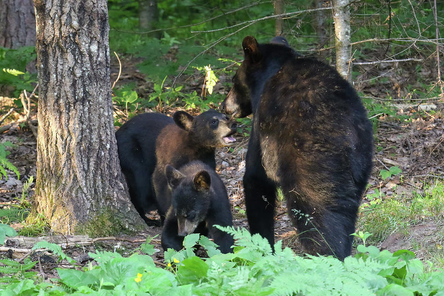 Momma Bear and Cubs Photograph by Brook Burling