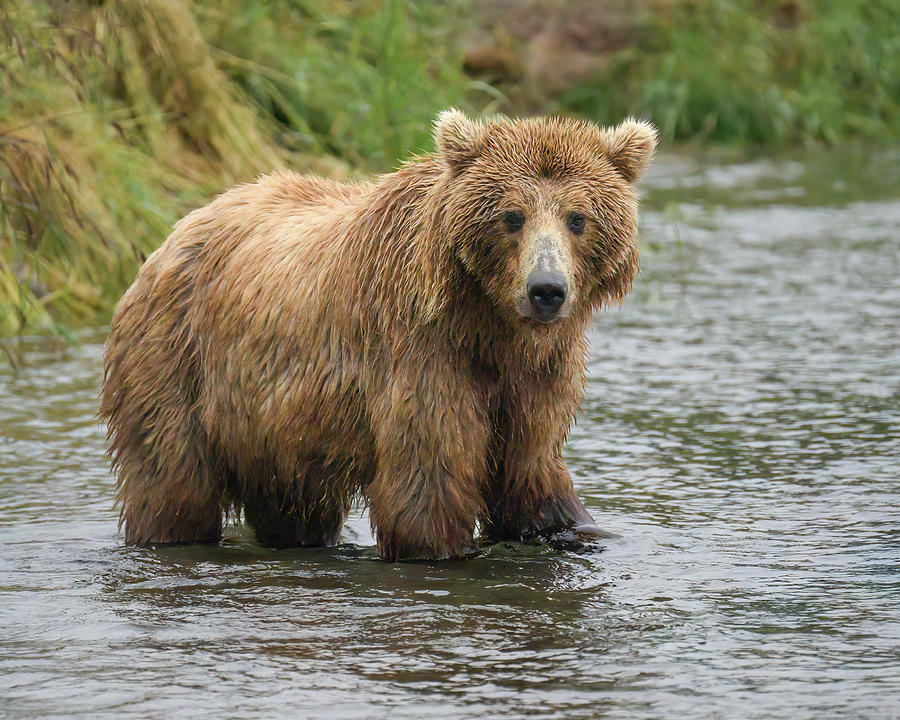 Momma Bear Photograph by Mike Van Grouw | Fine Art America