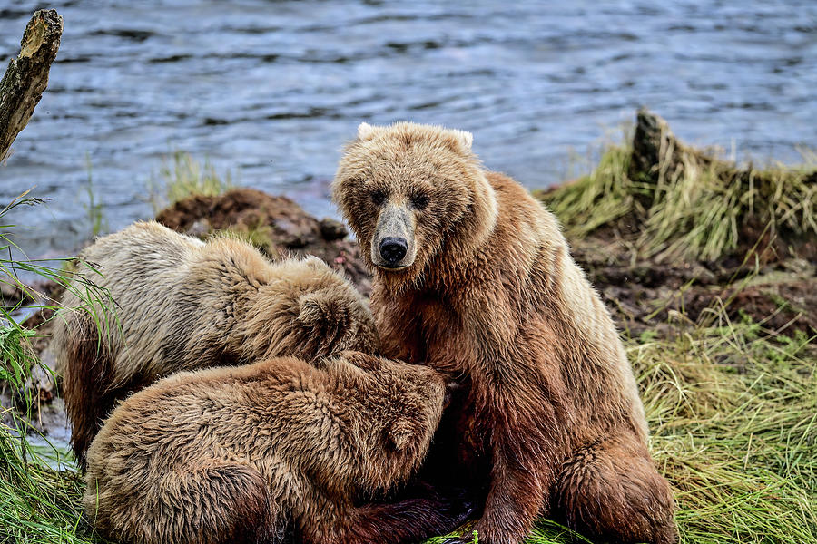 Momma Bear Nursing Her Cubs  - Alaska Brown Bear Photograph