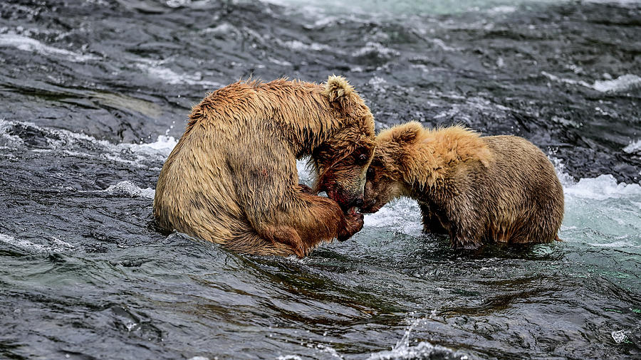 Momma Bear sharing food with her grown up cub - Brooks Falls, Katmai National Park Photograph by Amazing Action Photo Video