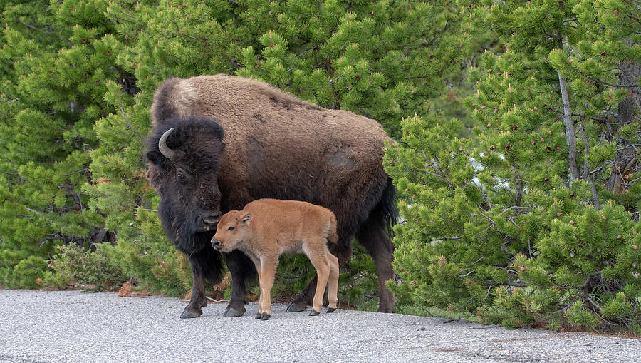 Momma Bison and Baby Photograph by Julie Barrick - Pixels