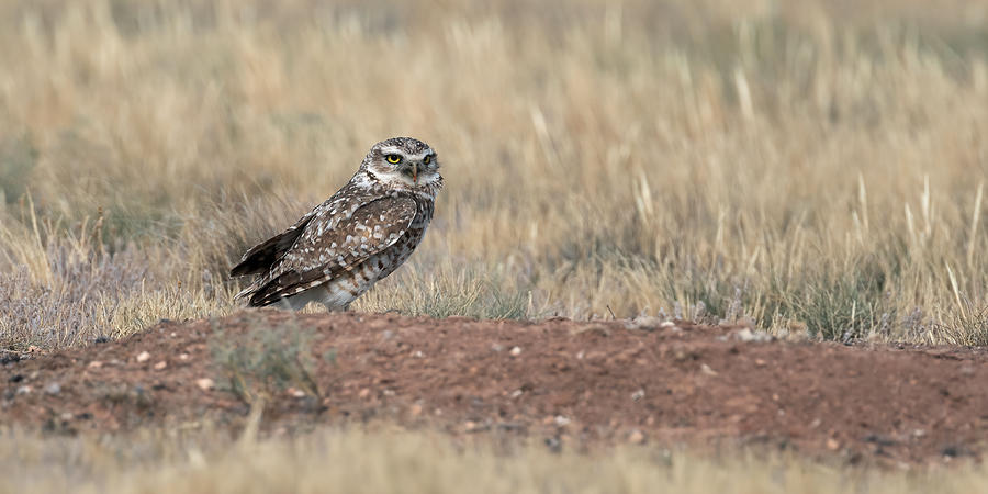 Momma Burrowing Owl Photograph by Gary Langley