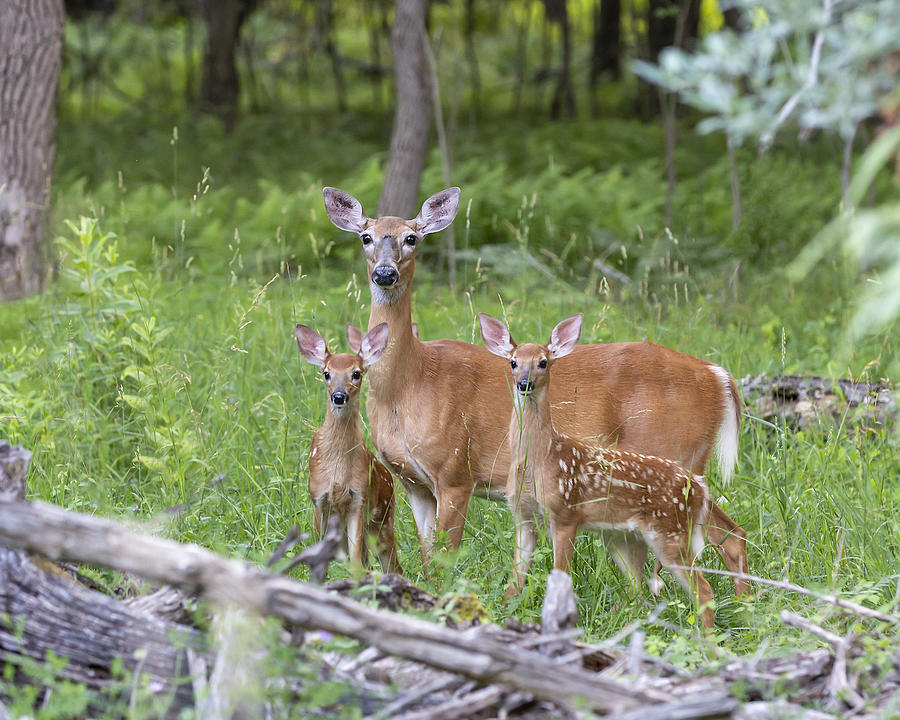 Momma Deer with her hands full Photograph by Charlie Cropp | Fine Art ...