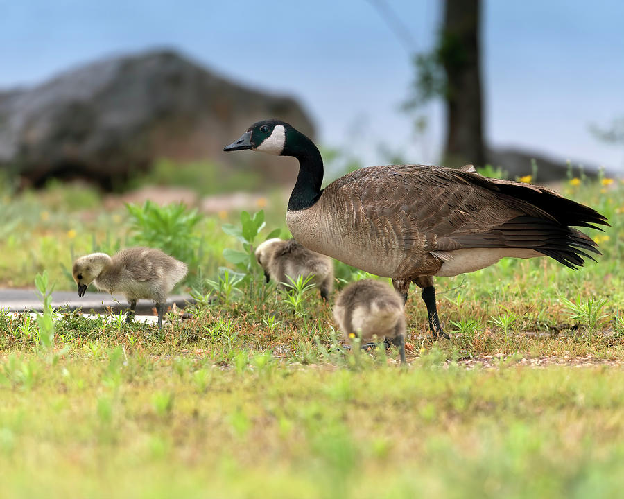Momma Goose and the Babies Photograph by Gary Langley