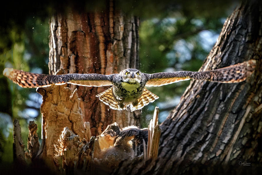 Momma Great Horned Owl Blasting out of the Nest Photograph by Judi Dressler