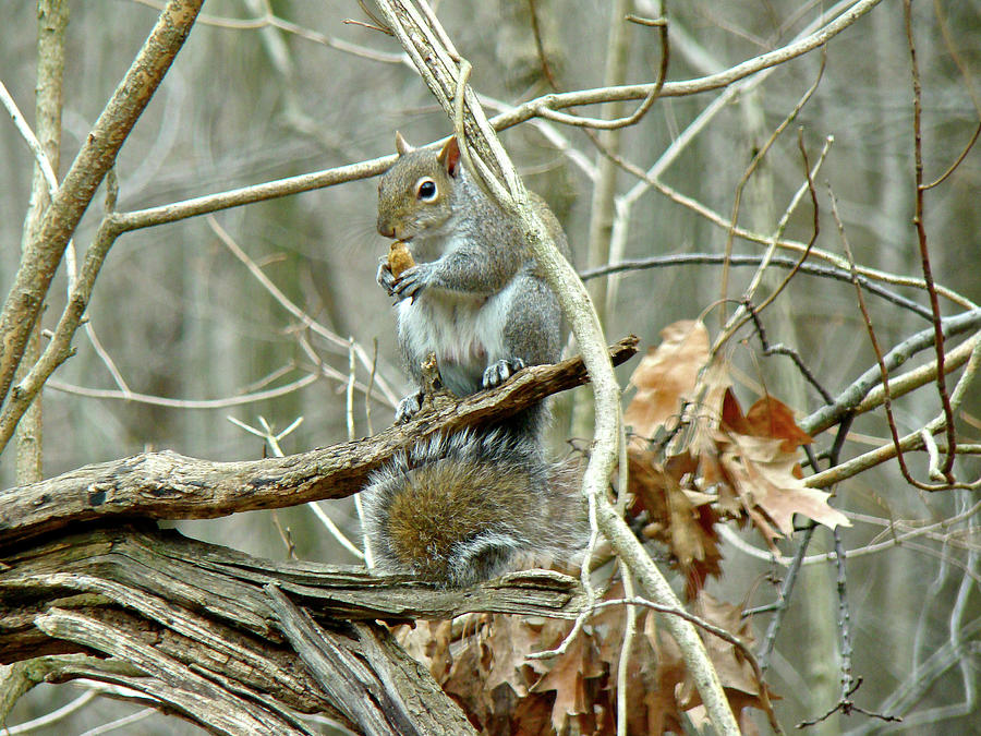 Momma Grey Squirrel Photograph by Carol Senske