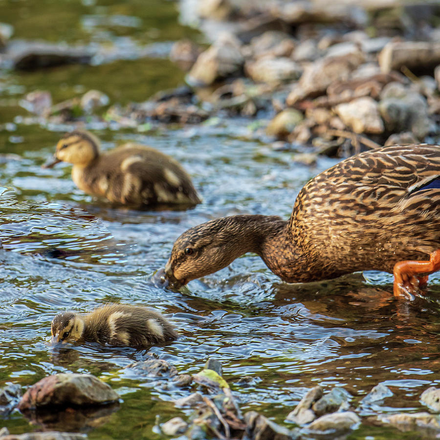 Momma Mallard and Ducklings Photograph by Jeff Phillippi