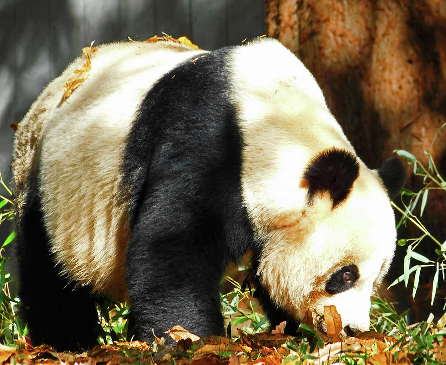 Momma Mei Xiang the Giant Panda1 Photograph by Emmy Marie Vickers