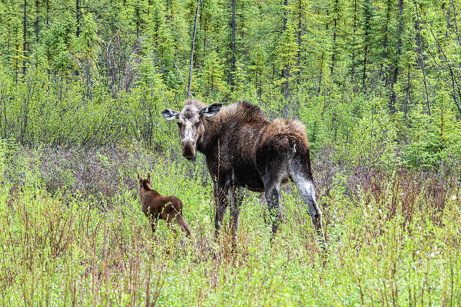 Momma Moose and Baby Photograph by David Arment - Fine Art America