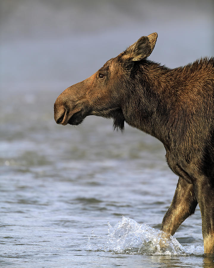 Moose Photograph - Momma Moose Crossing river by Gary Langley