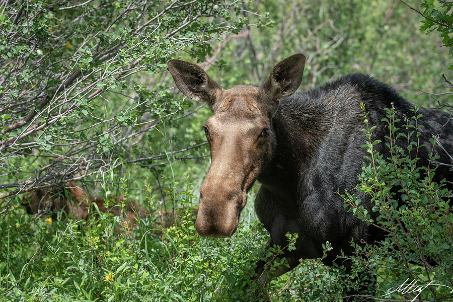 Momma Moose Emerges Photograph by Meg Leaf
