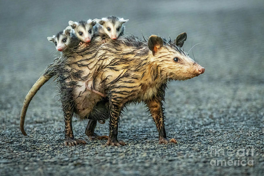 Momma Opossum Photograph by Tom Claud