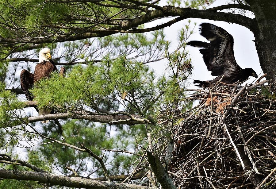 Momma watching baby spread its wings Photograph by Jo-Ann Matthews - Pixels