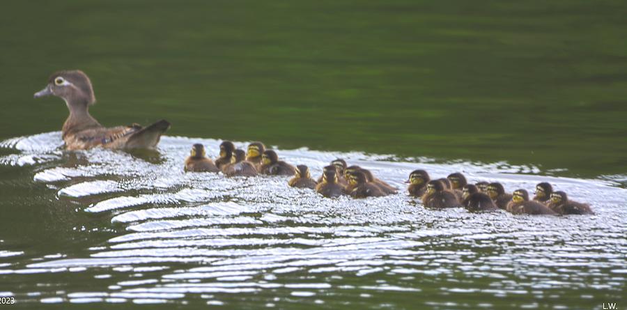 Momma Wood Duck And Her Brood Of 22 Photograph by Lisa Wooten