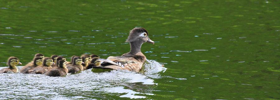 Momma Wood Duck With Her Brood Photograph by Lisa Wooten