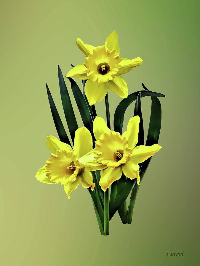 Mommy Daffodil and the Twins Photograph by Susan Savad
