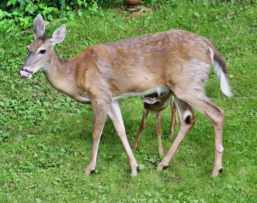 Mommy Deer and Fawn Drinking Photograph by Russel Considine