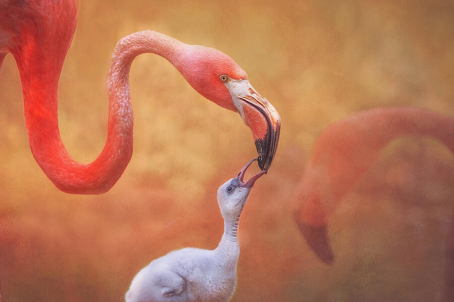 Mommy Flamingo Love Photograph by Steve Rich