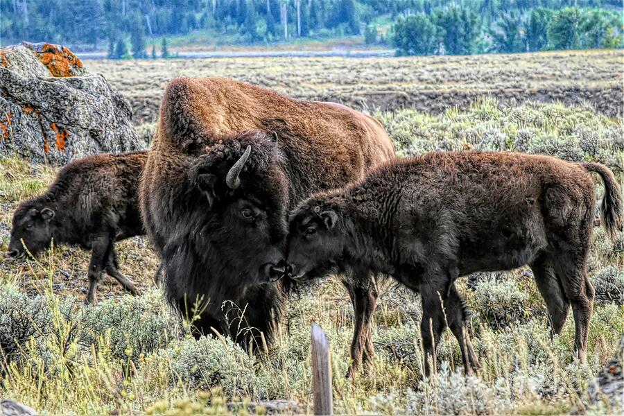 Mommy Love Photograph by Jennifer Jenson - Fine Art America