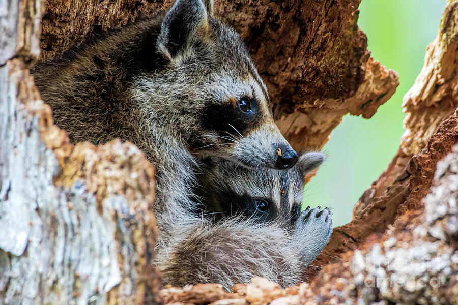 Mommy Time Photograph By Jennifer Jenson Fine Art America