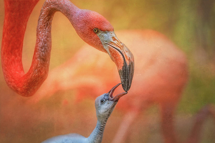 Mommy Time with Baby Flamingo Photograph by Steve Rich