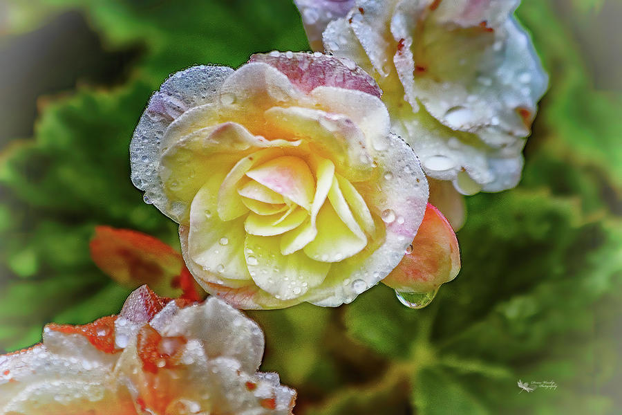 Moms Begonias Photograph by Denise Winship