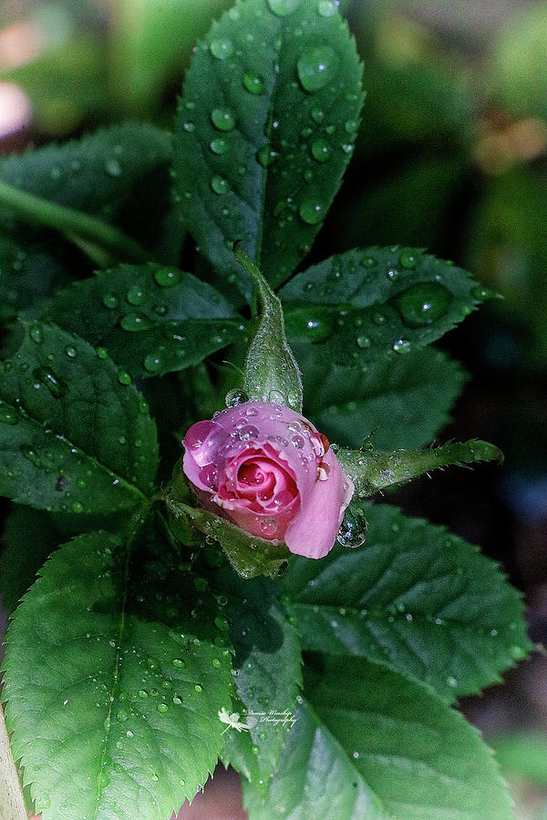 Moms Pink Rose Bud Photograph by Denise Winship
