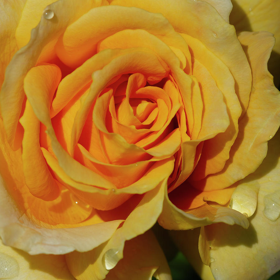 Moms Rose 28x28  Photograph by Gary Langley