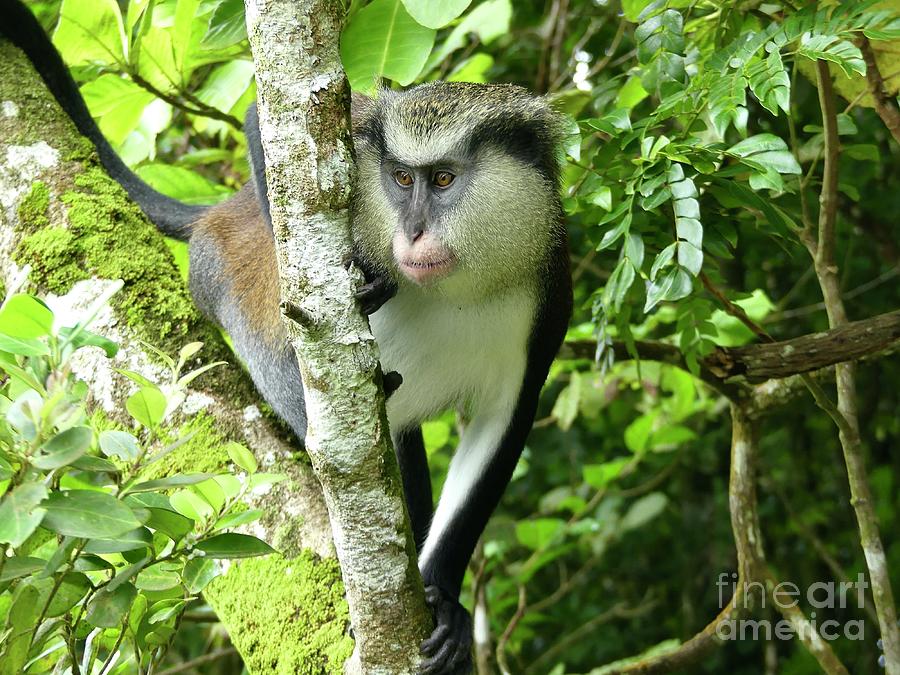 Mona Monkey Photograph by Annika Leichtweiss - Fine Art America