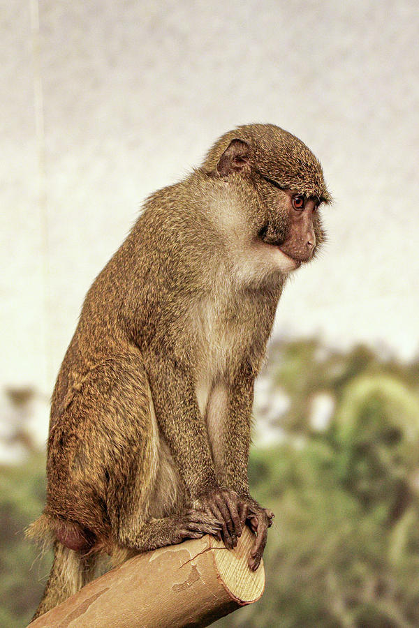 Mona Monkey Photograph by Gerri Bigler