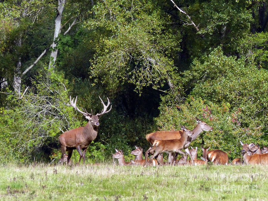 Monarch of the Forest - Red deer stag with hinds Photograph by Phil Banks