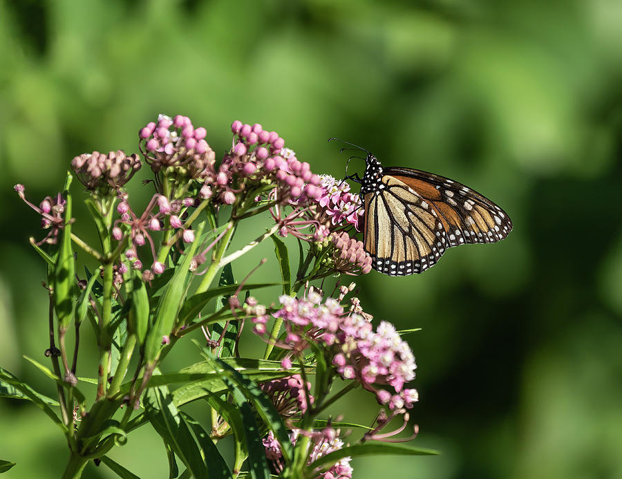 Monarch 2020-1 Photograph by Thomas Young