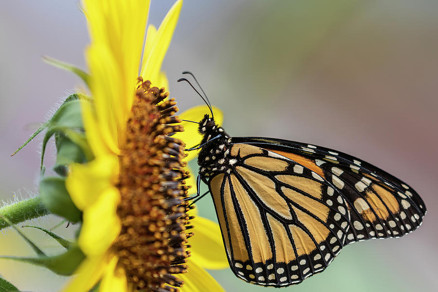 Monarch 2020-2 Photograph by Thomas Young