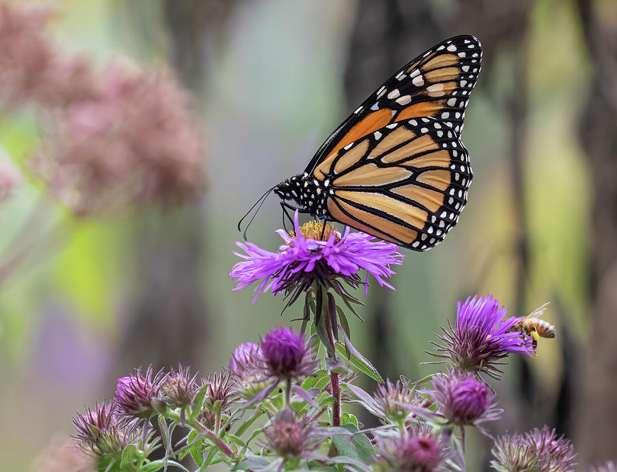 Monarch 2020-5 Photograph by Thomas Young