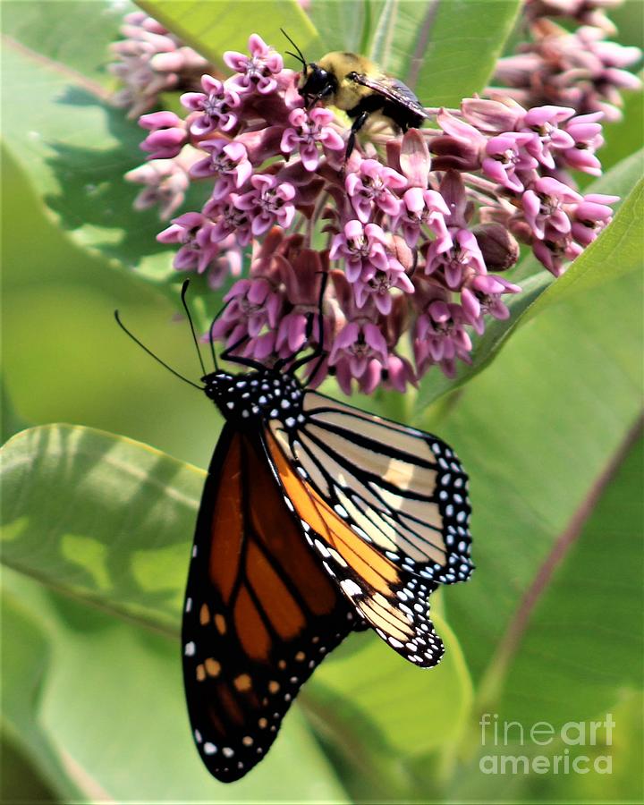Insects Photograph - Monarch and Bee on Milkweed #0020 by Debrann Holmes