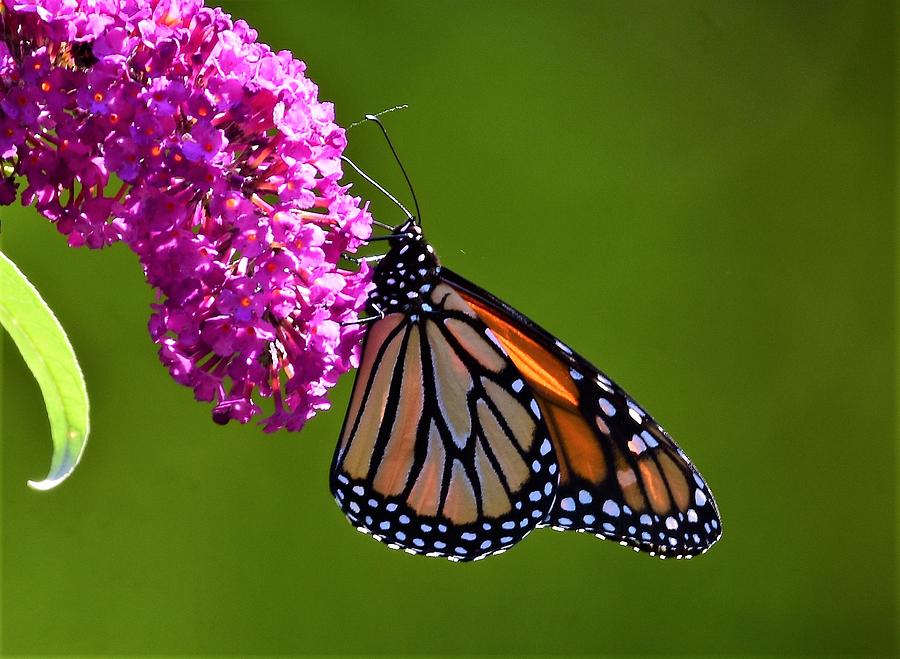 Monarch and Butterfly Bush Photograph by JoAnn Matthews Fine Art America