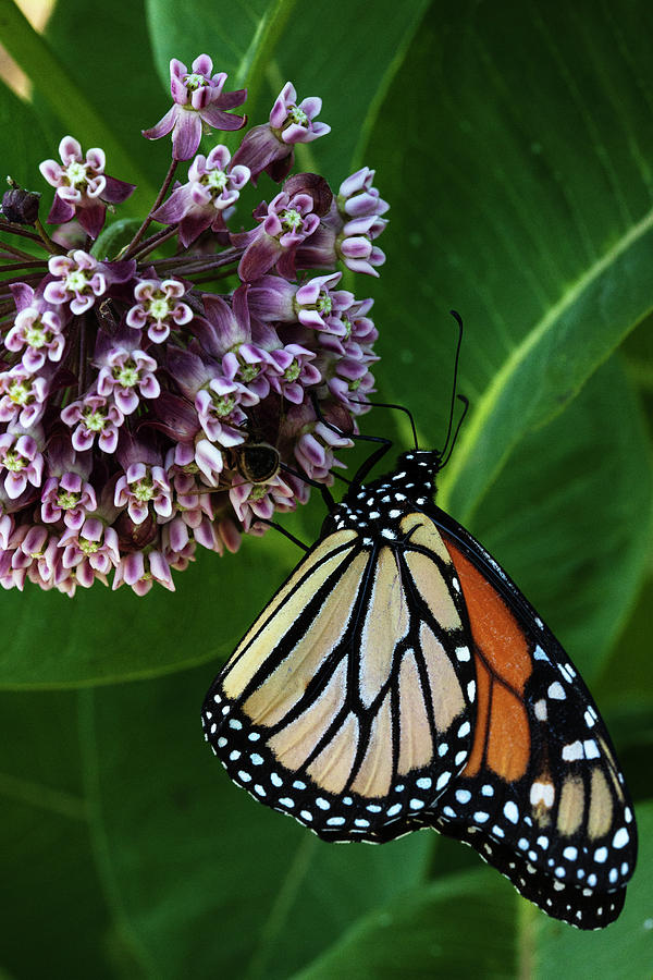 Monarch and Butterfly II Photograph by Amanda Kiplinger - Fine Art America