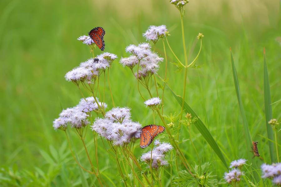 Monarch and Friends in Wildflowers Photograph by Gaby Ethington