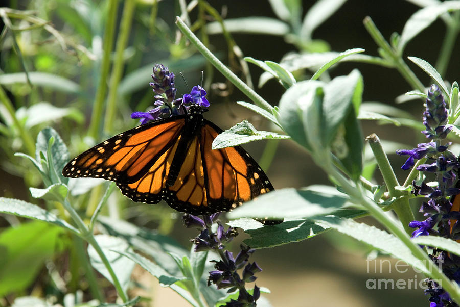 Monarch And Lavender Photograph