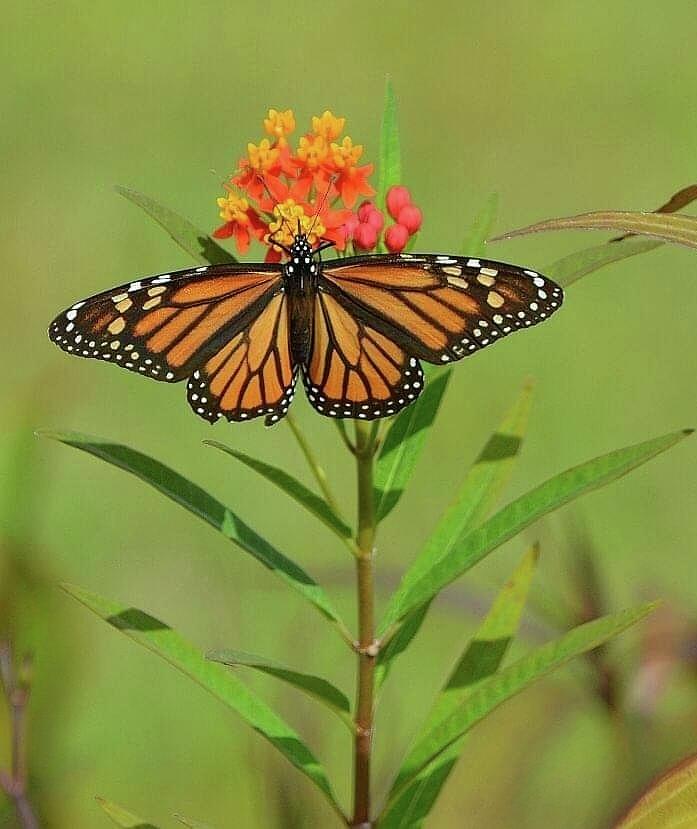 Monarch and Milkweed II Photograph by Rana Holder - Fine Art America