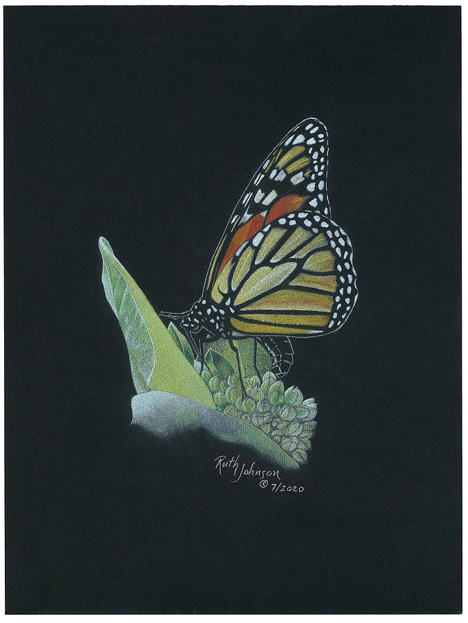 Butterfly Drawing - Monarch and Milkweed by Ruth Johnson